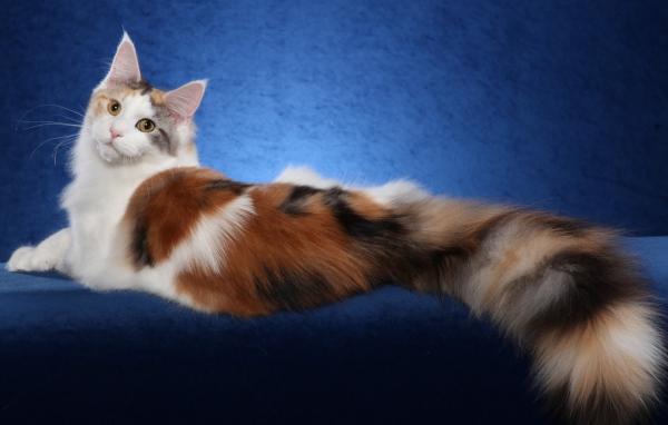 Bеликолепная кошка с роскошным хвостом