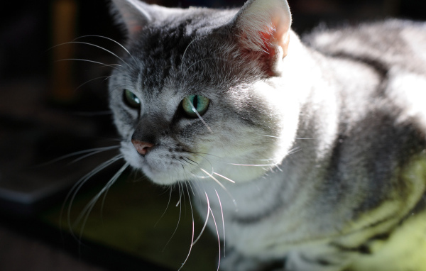 Серый усатый кот