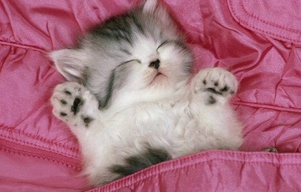 Котенок спит в розовой кровати