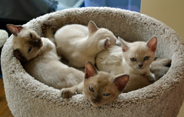 Котята тонкинской кошки в корзине