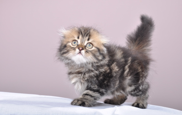 Маленький котенок британской длинношерстной кошки
