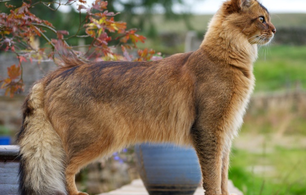 Благородная сомалийская кошка