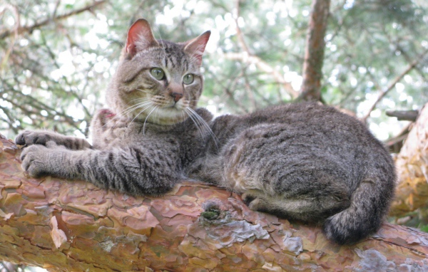 Кот пиксибоб на дереве