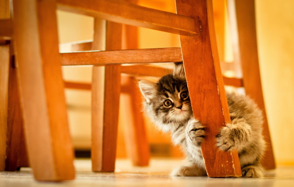 Котенок под стулом