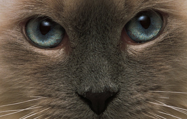 Взгляд тонкинской кошки