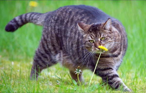Толстый кот нюхает цветок