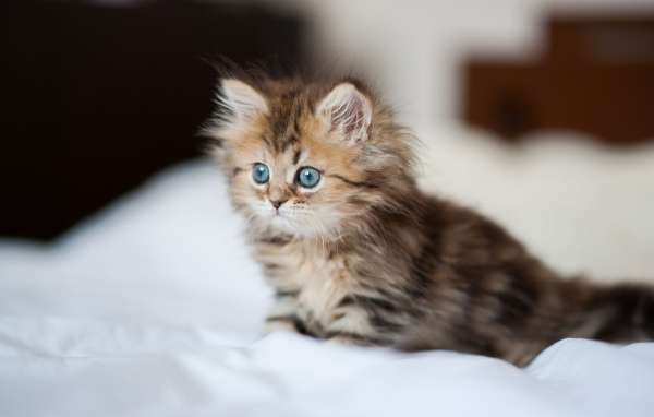 	   Kitten with blue eyes