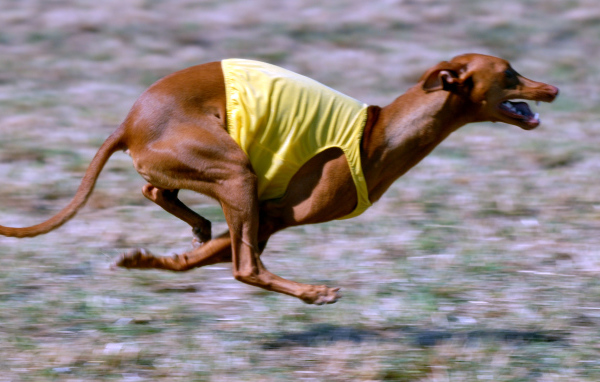 Фараонова собака участвует в гонке