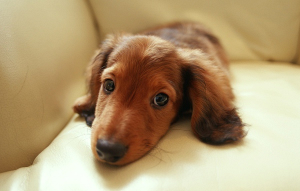 Sad dachshund lying on the couch