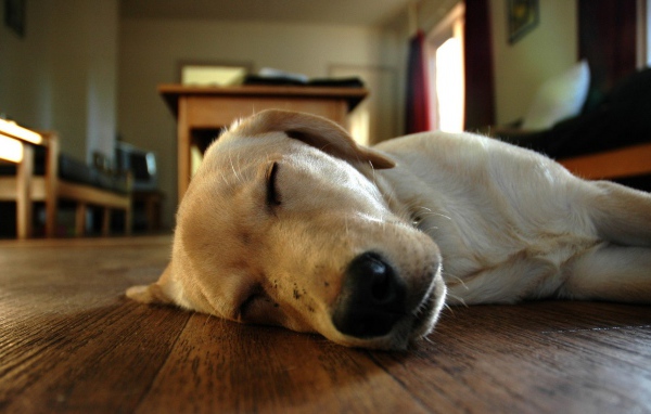 Собака спит на полу