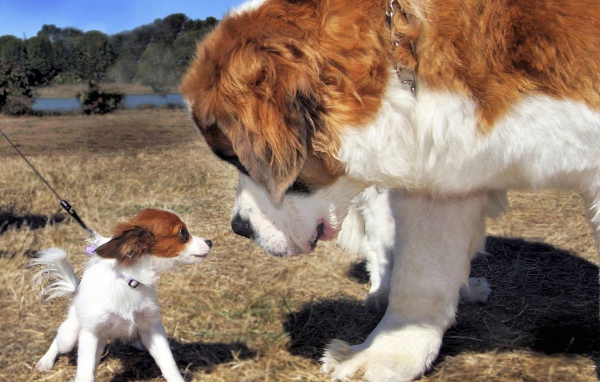 Собака большая и маленькая