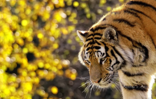 Прекрасный тигр