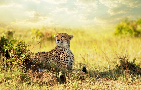 Гепард в африканской саванне