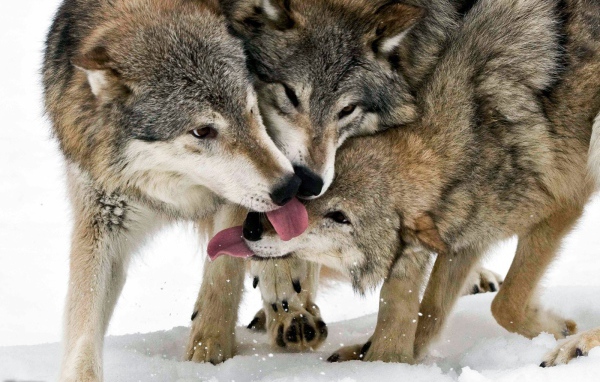 Общение волков