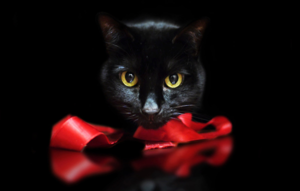 Черный кот с лентой на черном фоне