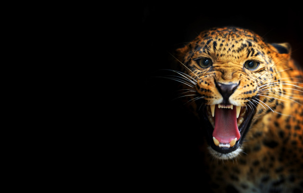 Леопард на черном фоне