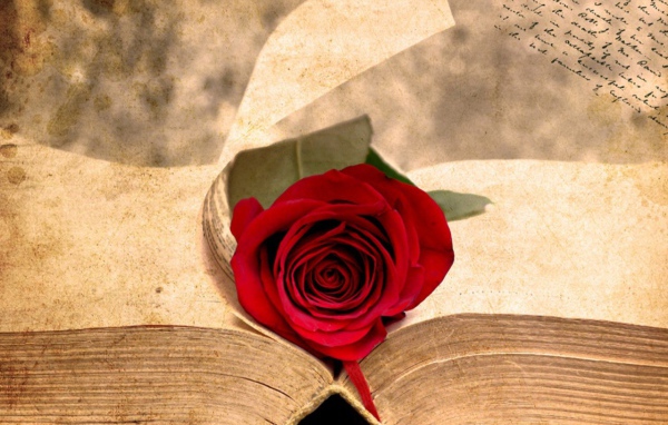 Роза на старинной книге