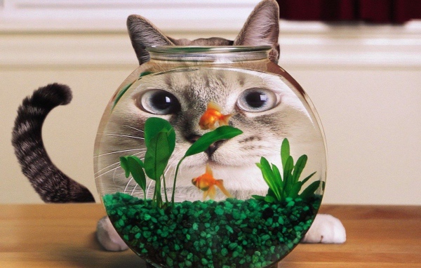 Кот смотрит на рыбок