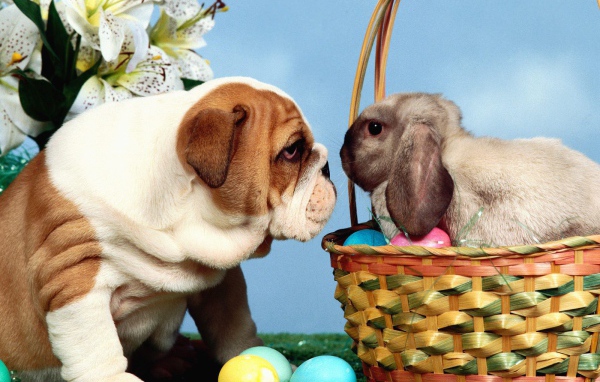 Dog and rabbit for Easter