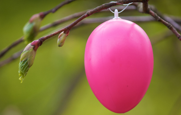 Розовое яйцо на ветке на Пасху