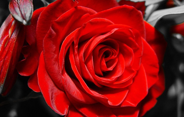 Красная роза на чёрно-белом фоне на восьмое марта