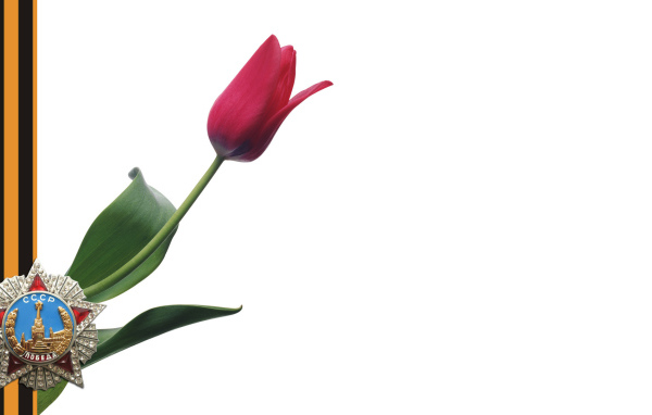 Тюльпан в День Победы 9 мая