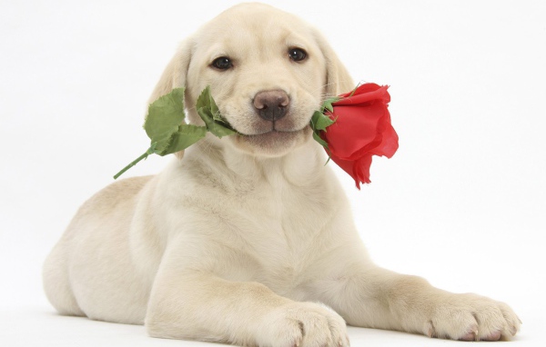 Собака с розой на День Святого Валентина