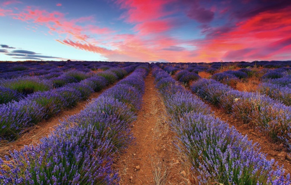 	  Plantation lavender