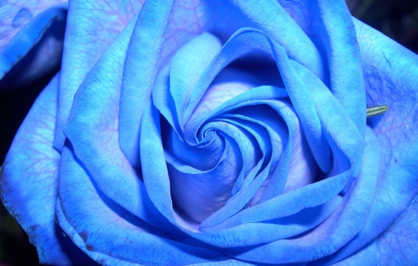 Синяя роза на тёмном фоне