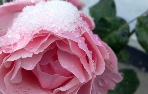 Снег на розе