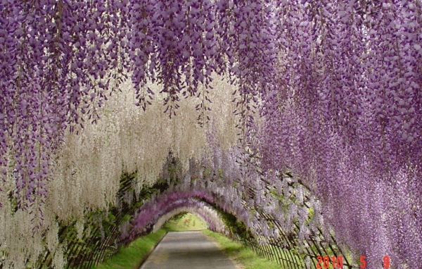 Висячий сад в Японии