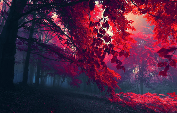 Красные листья и туман