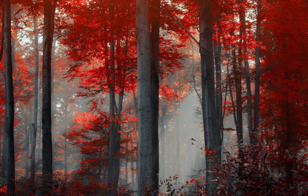Деревья с красной листвой