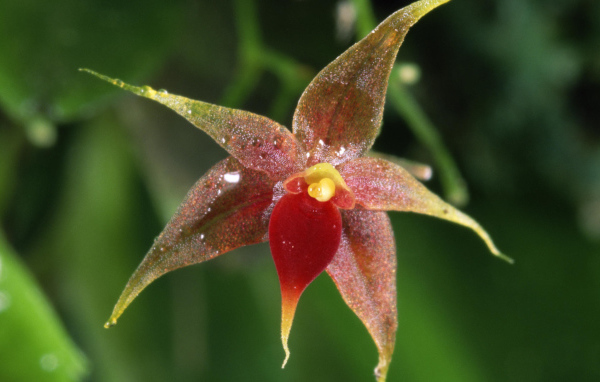 Орхидея в Коста-Рика