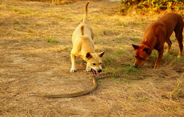 Dogs and king cobra