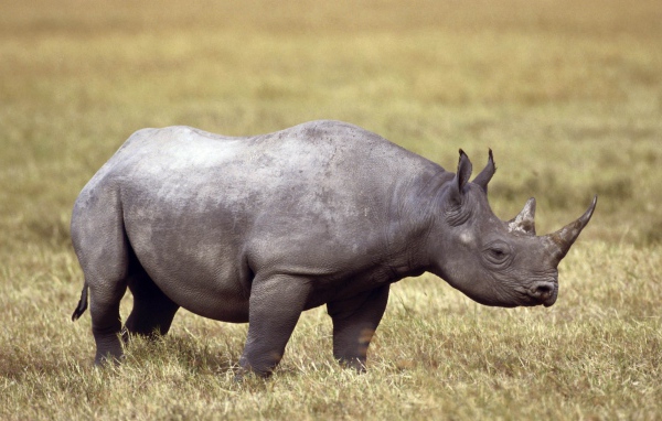 Серый носорог на поле с сухой травой