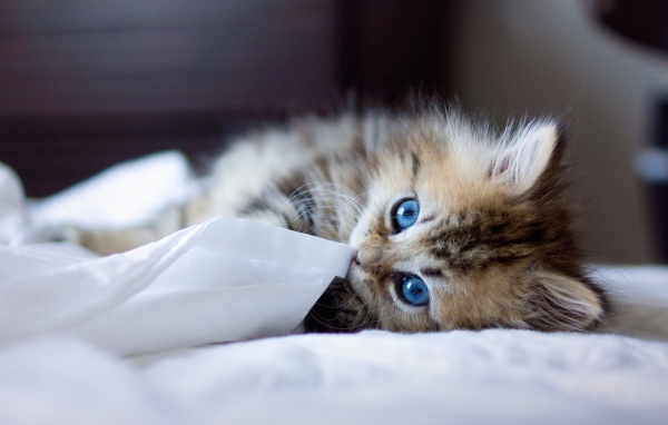 Голубоглазый котенок играет с тканью