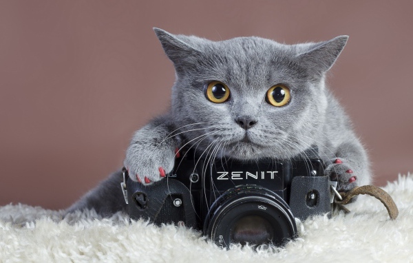 Британский кот и фотоаппарат Зенит