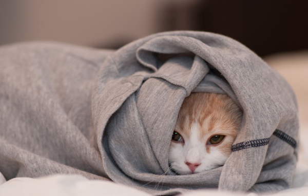 Cat hiding in a jacket