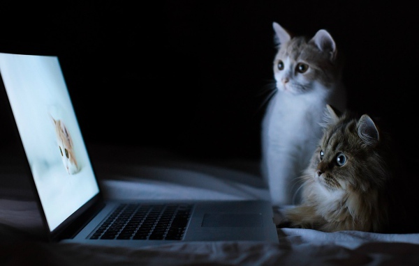 Коты смотрят фотографии