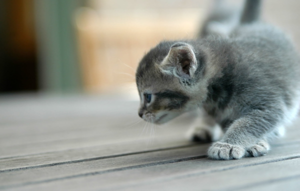 Grey playful kitten