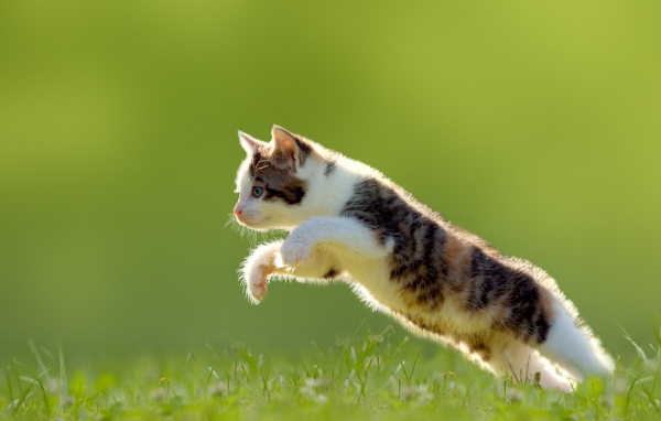 Котенок в прыжке на газоне