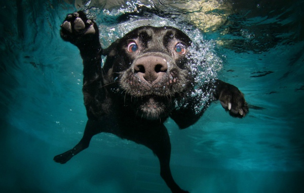 Black dog under water
