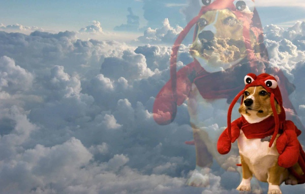 Dog in a fun outfit on a background of clouds