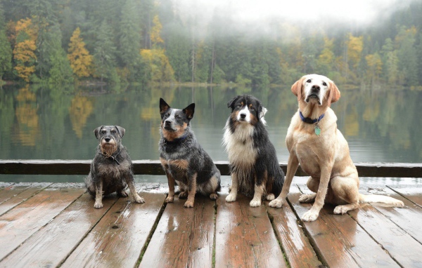 Собаки сидят на деревянном помосте у водоема