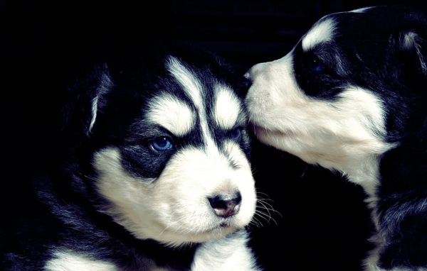 Два серьезных черно-белых щенка хаски