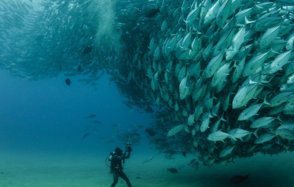 Дайвер в океане фотографирует рыб