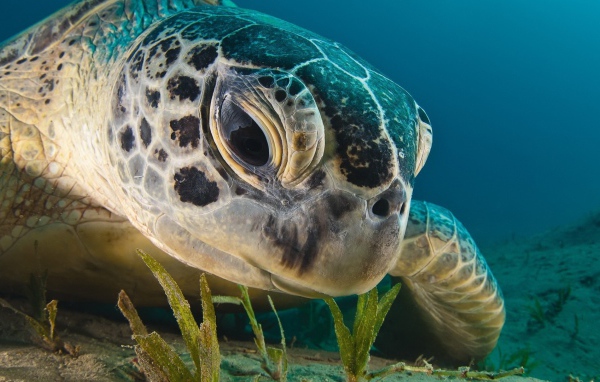 Черепаха кушает водоросли