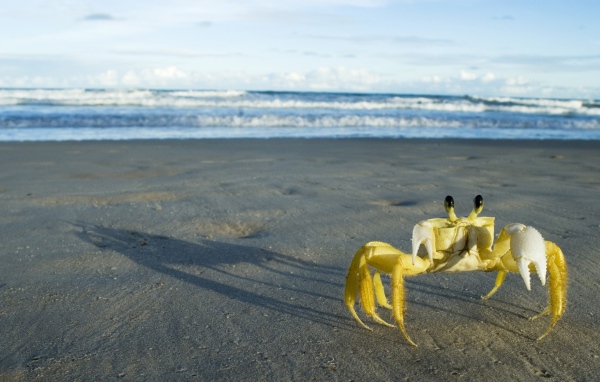 Желтый краб на берегу моря