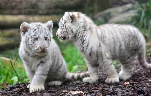 Котята белого тигра
